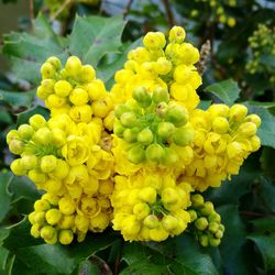 Close-up of yellow flowers