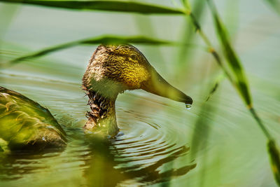 Close-up of duck swimming in lake