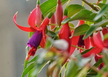 Close-up of pink flower growing on plant