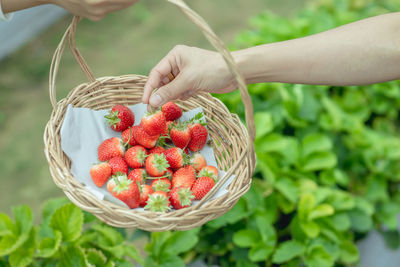 Cropped hand of woman holding strawberries