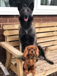 Portrait of dogs sitting on wooden bench