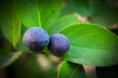 Close-up of fruits growing on tree