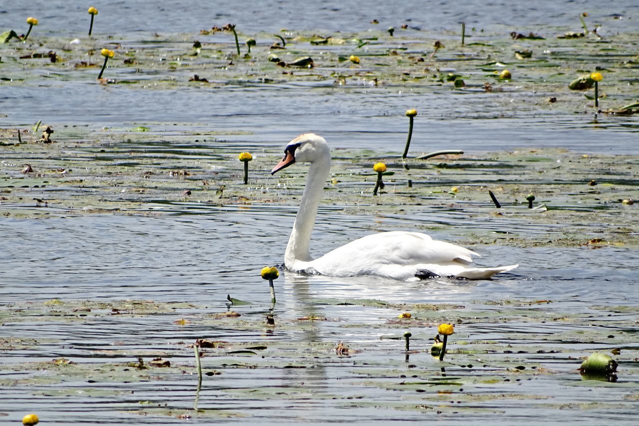 VIEW OF SWANS IN LAKE