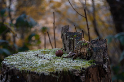 Close-up of tree stump in forest