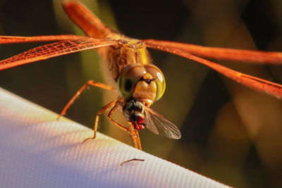 Close-up of insect