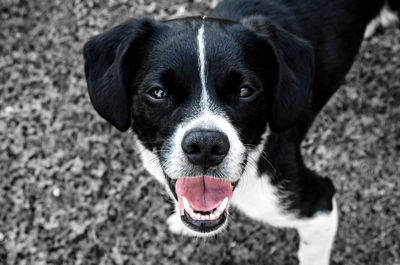 Close-up portrait of black dog