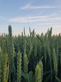 Plants growing on field against sky