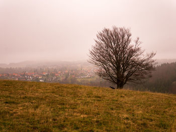 Bare tree on field against sky