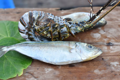 Close-up of dead fish