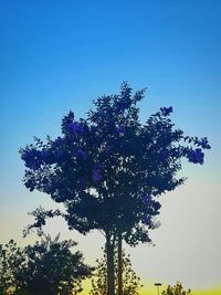 Low angle view of trees against clear blue sky