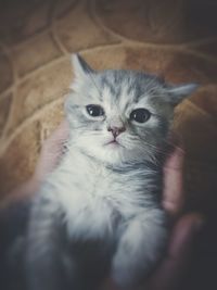 Close-up portrait of cat