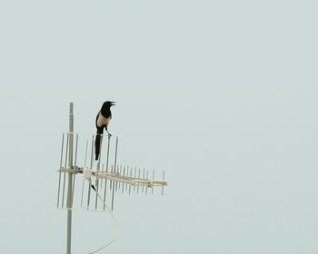 Low angle view of birds perching on ceiling