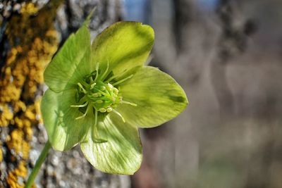 Close-up of green plant