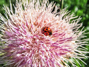 Close-up of bee pollinating on pink flower