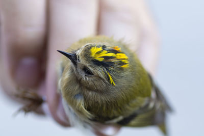 Close-up of bird perching on flower