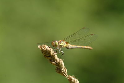 Close-up of insect on plant