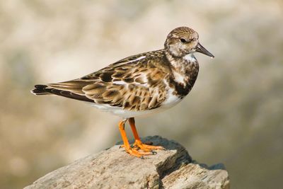 Close-up of bird perching on rock