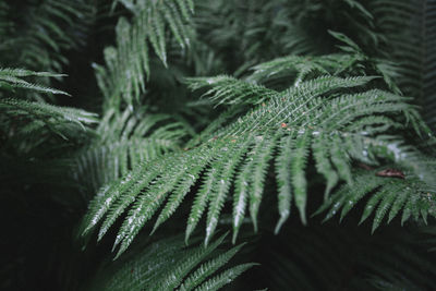 Close-up of fern