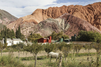 Sheep on field against mountain range