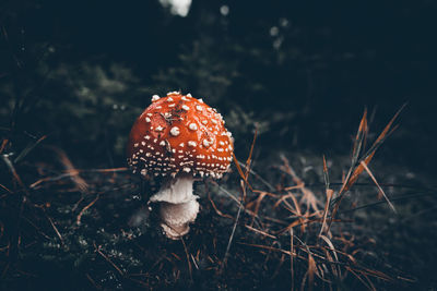 Close-up of mushroom growing on field