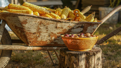 Corns in wheelbarrow on field