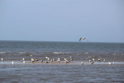 Birds in sea