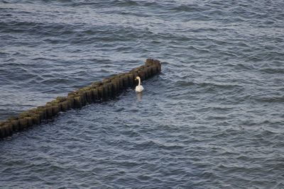 High angle view of wooden post and swan in sea