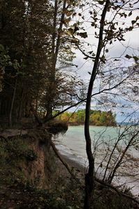 Trees by river against sky