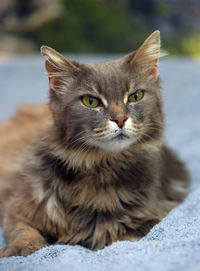 Close-up portrait of a cat