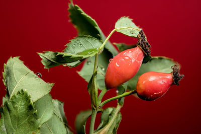 red