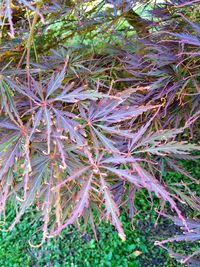 High angle view of plant on field
