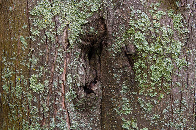 Close-up of old tree trunk