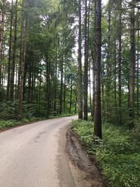 Narrow road along trees