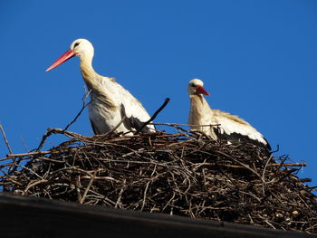 Low angle view of birds perching on pole against clear sky