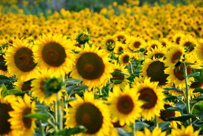 Close-up of sunflowers on field