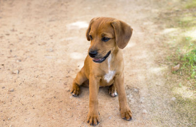 Portrait of dog sitting outdoors