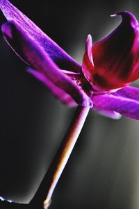 Close-up of flower against blurred background