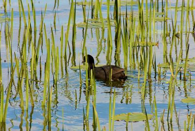 Duck swimming in a lake