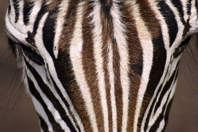 Close-up of zebra