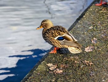 High angle view of duck on lake