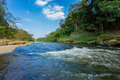 Scenic view of river amidst trees against sky