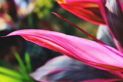 Close-up of pink flower blooming outdoors
