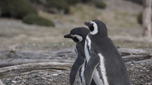 Penguin at patagônia argentina