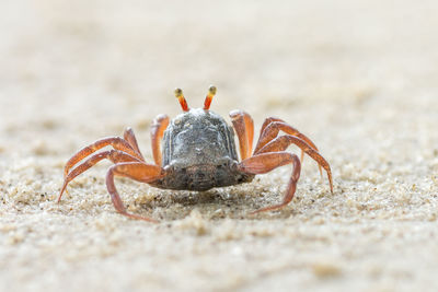 Litter crab on sandy beach	
