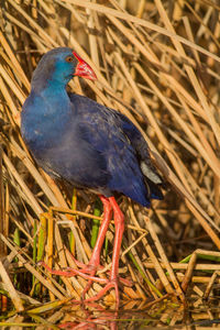 Close-up of bird perching on a plant
