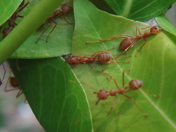 Close-up of insect on plant