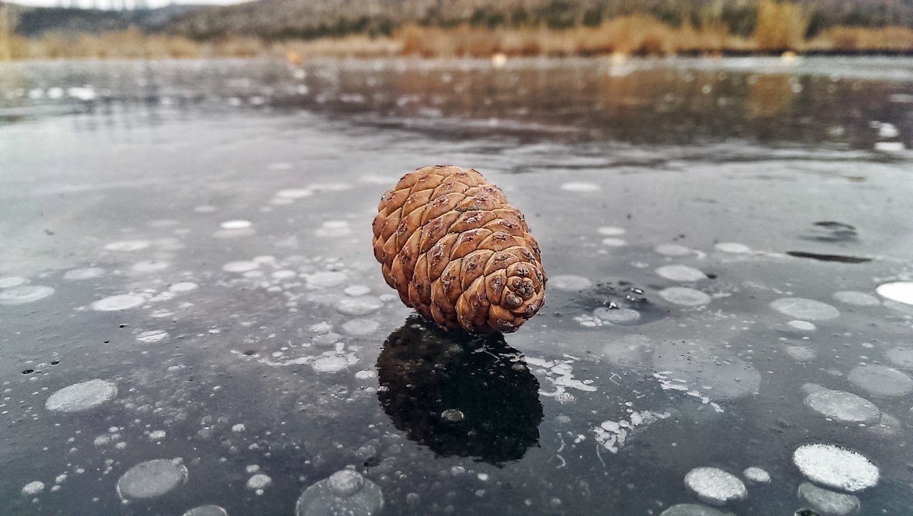 water, lake, reflection, tranquility, nature, high angle view, animal shell, outdoors, day, brown, waterfront, seashell, rippled, no people, duck, wet, beauty in nature, lakeshore, rock - object, beach