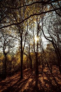 Trees in forest