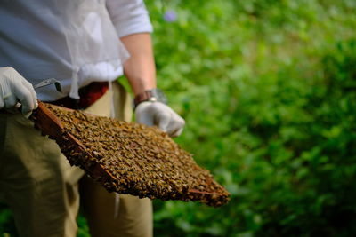 Honeycomb with bees and honey. man holding huge honeycomb in his hand with a lot of bees on it.