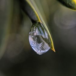 Close-up of water drop on plant